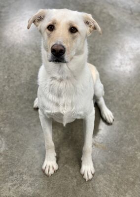 Fort Dodge, IA - Labrador Retriever/Husky. Meet Gomez A Pet For ...