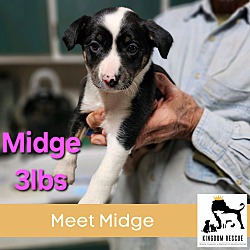 Photo of Midge