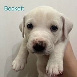 Thumbnail photo of Beckett #3