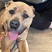 adopt a pet