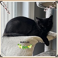 adopt-pet