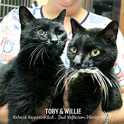 Thumbnail photo of Toby *Bonded to Willie* #2