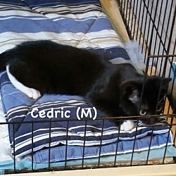 Thumbnail photo of Cedric #2