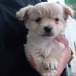 free puppies inland empire