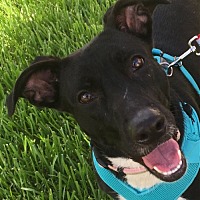 adopt a pet