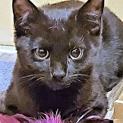 Photo of Raven