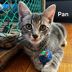 Photo of Pan