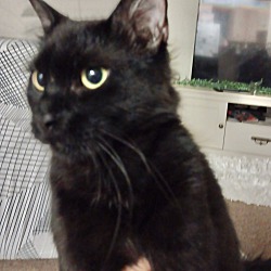 Thumbnail photo of Milo (Angora cat) Clermont #2