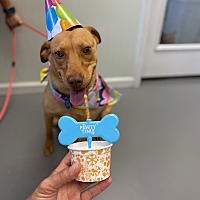 adopt a pet