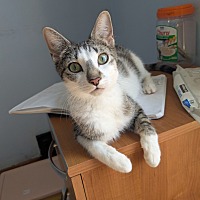 adopt a pet