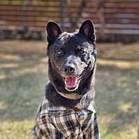 adopt-pet