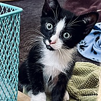 adopt a pet
