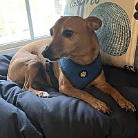 adopt a pet