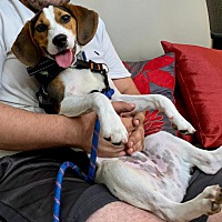 adopt a pet