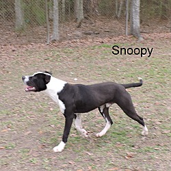 Thumbnail photo of Snoopy #4