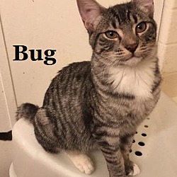 Photo of Bug