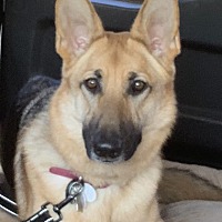 Adopt A Pet Near You Petsmart Charities