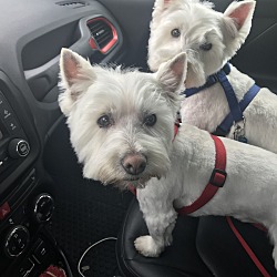Photo of Digger and Toby 