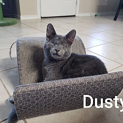 Thumbnail photo of Dusty & Danny Blind Kitten #3