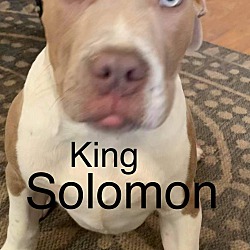 Thumbnail photo of King soloman #3