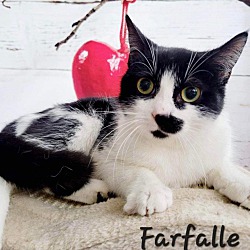 Photo of Farfelle