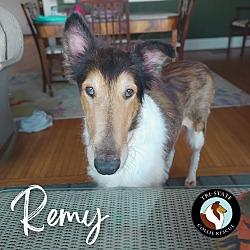 Thumbnail photo of Remy #3