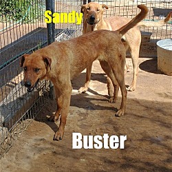 Thumbnail photo of Buster - #4