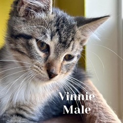 Thumbnail photo of Vinnie #2