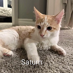 Thumbnail photo of Saturn #3