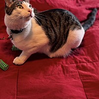 adopt a pet