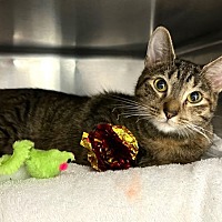 adopt a pet