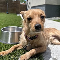 adopt a pet