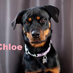 Thumbnail photo of Chloe - Adopted February 2016 #3