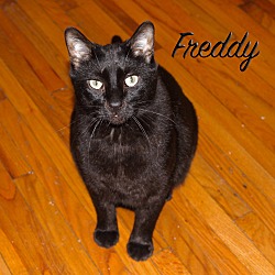 Thumbnail photo of Freddy- At Adoption Center #1