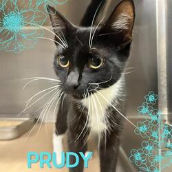 Photo of PRUDY