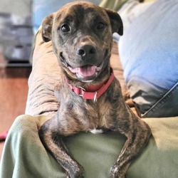 Photo of ODIE