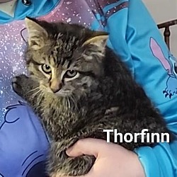 Photo of Thorfinn
