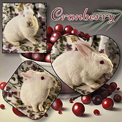 Thumbnail photo of Cranberry #1