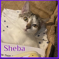 Photo of SHEBA