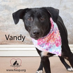 Thumbnail photo of Vandy #1