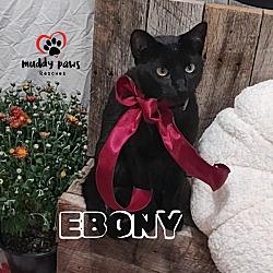 Thumbnail photo of Ebony #4