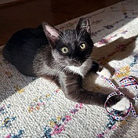 adopt a pet