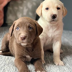 Photo of Boy puppies