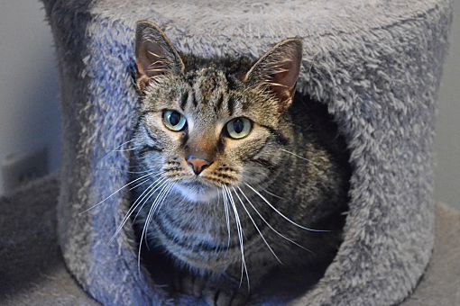 Lincoln, NE - Domestic Shorthair. Meet Jessie a Pet for Adoption ...