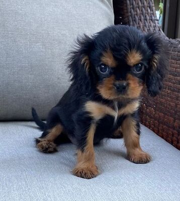 Madison, KS - Cavalier King Charles Spaniel. Meet Sunshine a Pet for ...