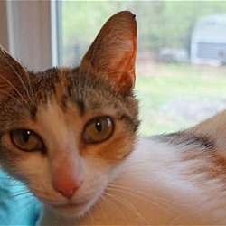 Thumbnail photo of Pixie - Adopted 05.28.16 #4