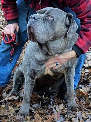 Cane corso hot sale neapolitan mastiff