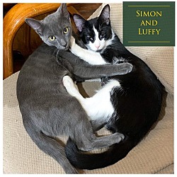 Thumbnail photo of Luffy and Simon #3