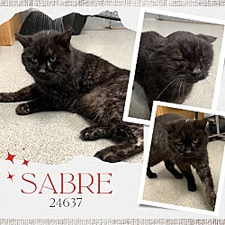 Thumbnail photo of Sabre - $55 Adoption Fee Special #1
