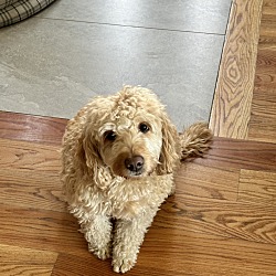 Saratoga Springs, NY - Goldendoodle. Meet Cooper a Pet for Adoption ...